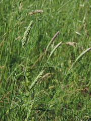 Phalaris coerulescens