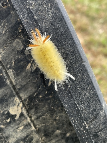 Sycamore Tussock Moth