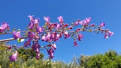Penstemon spectabilis spectabilis