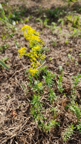 Lady's Bedstraw