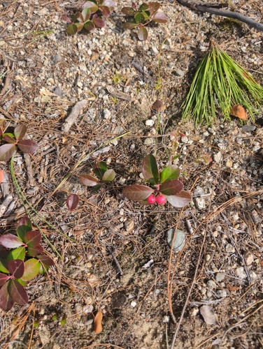 Eastern Teaberry