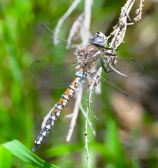Rhionaeschna californica