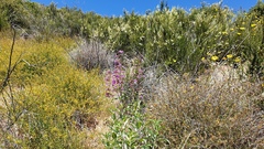 Penstemon spectabilis spectabilis