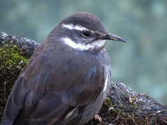 Cinclodes patagonicus