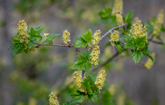 Ribes alpinum