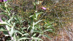 Penstemon spectabilis spectabilis