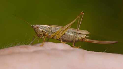 Long-winged Conehead