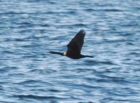 Pelagic cormorant in flight low over the sea