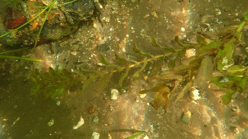 Potamogeton perfoliatus