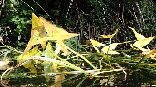 Sagittaria sagittifolia