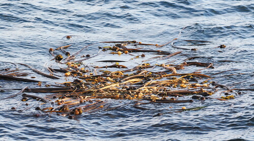 Bull Kelp