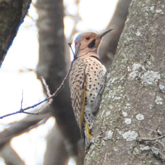 Colaptes auratus auratus