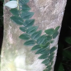 Rhaphidophora hayi