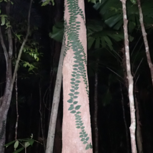 Rhaphidophora hayi, photograph 1