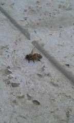 Apis mellifera