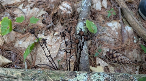 Monotropa uniflora