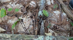 Monotropa uniflora