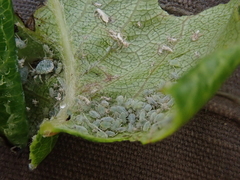 Aphididae
