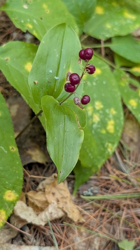 Maianthemum canadense