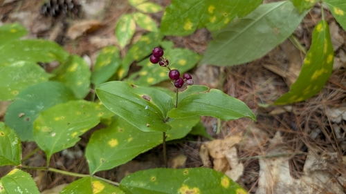 Maianthemum canadense, photograph 2