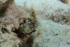 Emblemaria pandionis