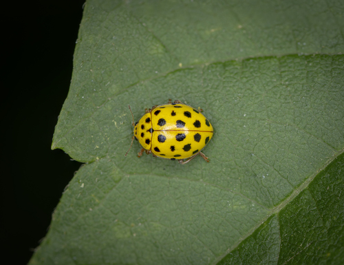 22-spot Ladybird