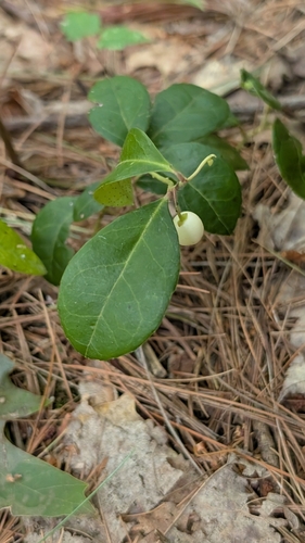 Gaultheria procumbens, photograph 1