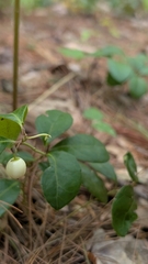Gaultheria procumbens, photograph (c) Erin Lalime, some rights reserved (CC BY)