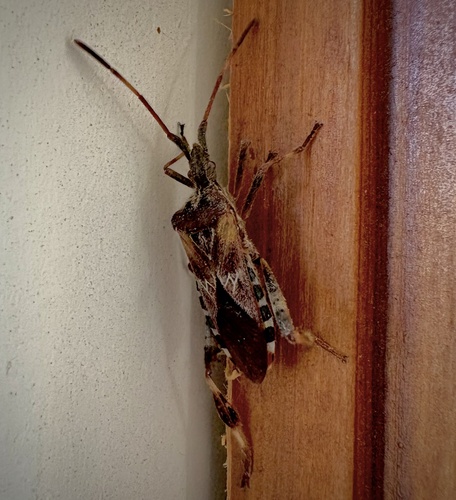 Western Conifer Seed Bug