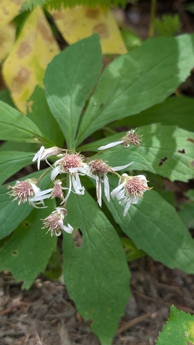 Oclemena acuminata, photograph 4
