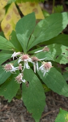 Oclemena acuminata, photograph (c) Erin Lalime, some rights reserved (CC BY)