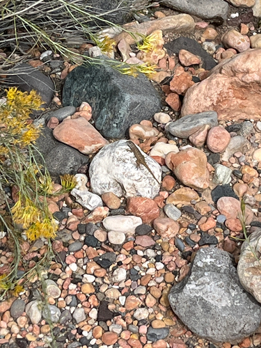 Plateau Fence Lizard