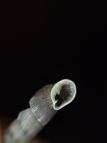 Laciniaria plicata
