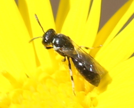 Hylaeus leptocephalus observed 2026-09-26