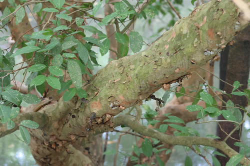 Xylocarpus granatum, photograph 1