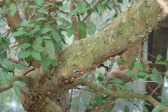 (c) Rob Foster, some rights reserved (CC BY) Xylocarpus granatum, photograph (c) Rob Foster, some rights reserved (CC BY)