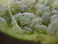 Aphididae