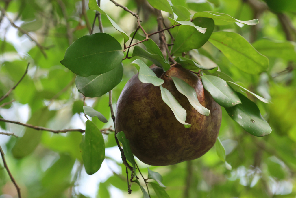 Xylocarpus granatum; photograph (c) Rob Foster, some rights reserved (CC BY)