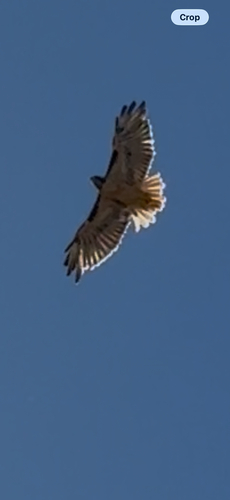 Red-tailed Hawk
