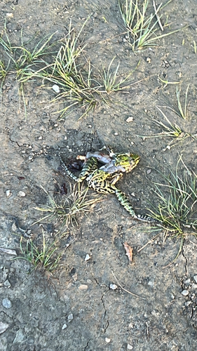 Northern Leopard Frog