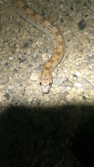 Phyllorhynchus decurtatus