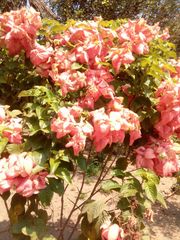 Mussaenda erythrophylla