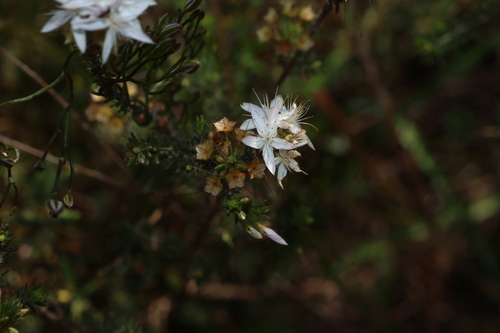 Calytrix tetragona, photograph 6