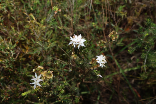 Calytrix tetragona, photograph 5