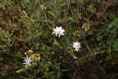 Calytrix tetragona, photograph (c) Greg Tasney, some rights reserved (CC BY-SA)