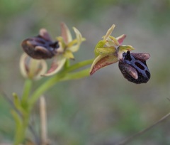 Ophrys mammosa