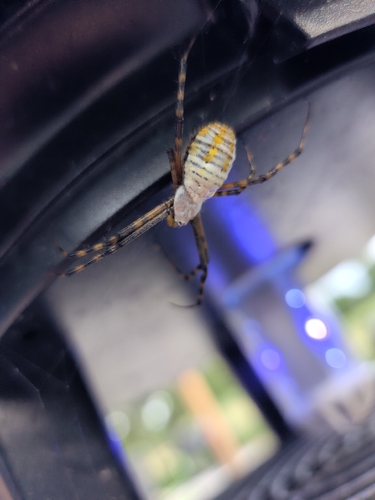 Banded Garden Spider