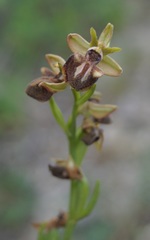 Ophrys mammosa