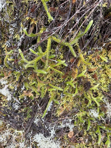 Lycopodium clavatum, photograph 2
