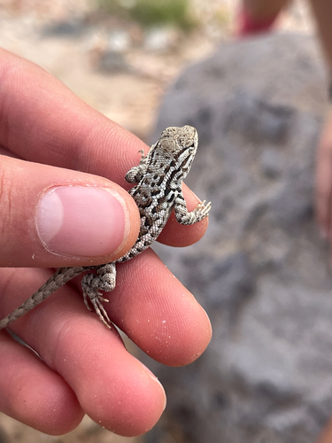 Common Sagebrush Lizard